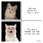 Canva Pro Meme (1 Củ)